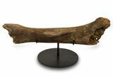 Fossil Hadrosaur (Edmontosaurus) Femur - Wyoming #382565-1